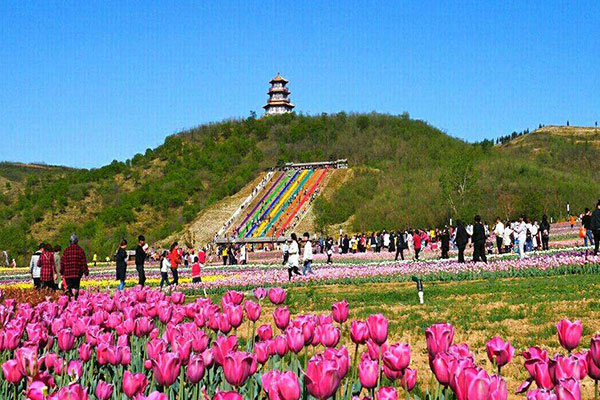 长沙莲花山花海