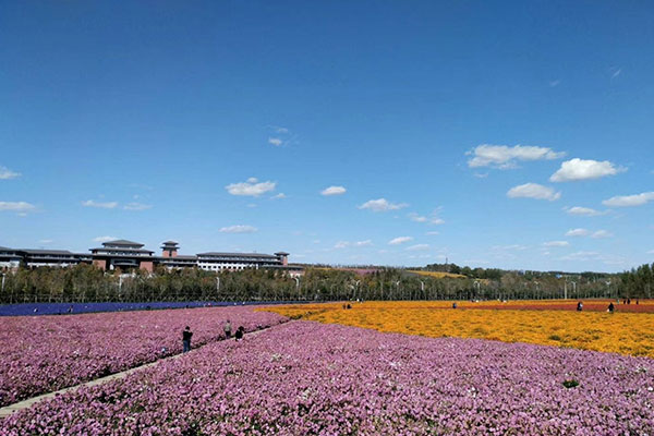 长沙莲花山花海